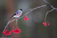 Bullfinch / Gil