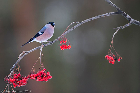 Bullfinch / Gil
