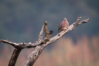 Spotted dove
