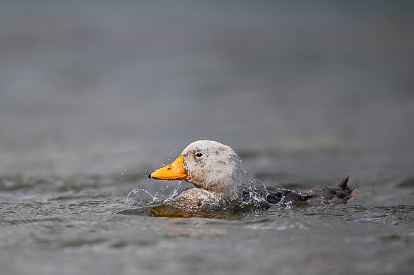 Falkland steamer duck