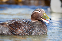 Falkland steamer duck