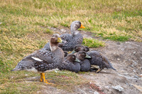 Falkland steamer duck
