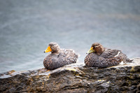 Falkland steamer duck