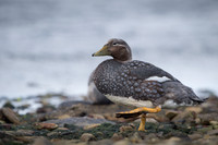 Falkland steamer duck