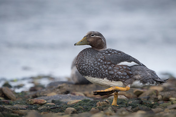 Falkland steamer duck