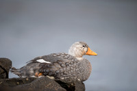 Falkland steamer duck