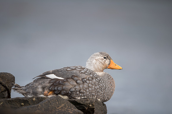 Falkland steamer duck