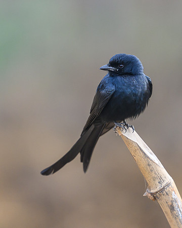 Black Drongo