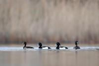 Tufted Duck / Czerenica