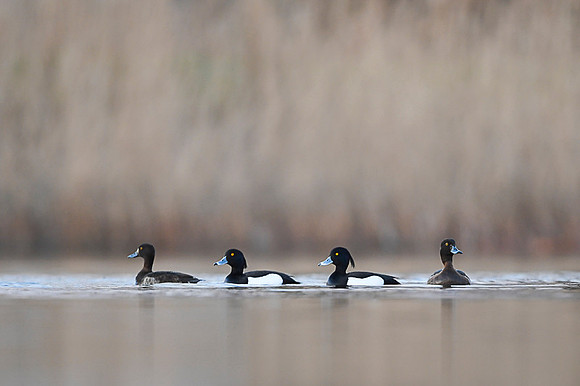 Tufted Duck / Czerenica