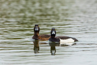 Tufted Duck / Czerenica