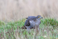 Goshawk / Jastrząb