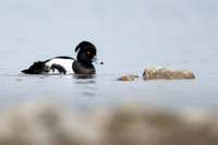 Tufted Duck / Czerenica