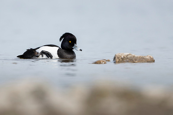 Tufted Duck / Czerenica