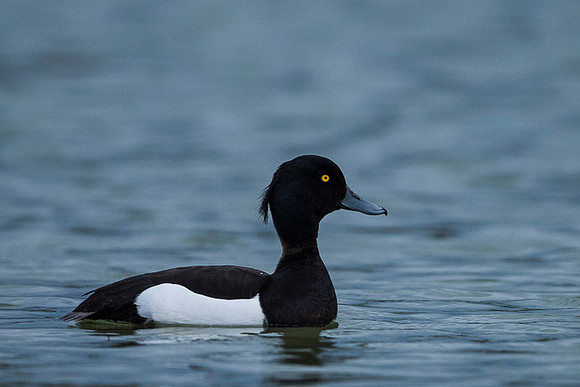 Tufted Duck / Czerenica