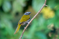 Buff-throated Saltator