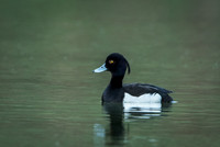 Tufted Duck / Czerenica