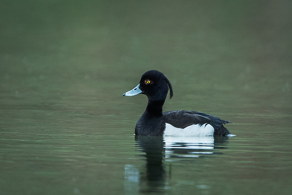 Tufted Duck / Czerenica