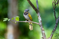 Buff-throated Saltator