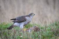 Goshawk / Jastrząb
