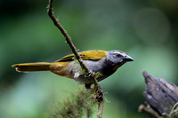 Buff-throated Saltator