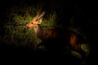 Hog deer