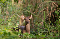 Hog deer