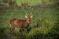 Hog deer