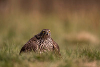 Goshawk / Jastrząb