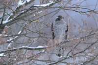 Goshawk / Jastrząb