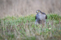 Goshawk / Jastrząb