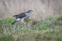 Goshawk / Jastrząb