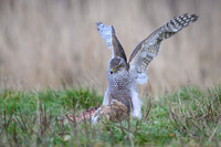 Goshawk / Jastrząb