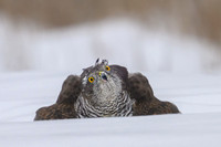 Goshawk / Jastrząb