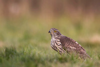 Goshawk / Jastrząb