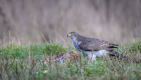 Goshawk / Jastrząb