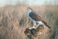 Goshawk / Jastrząb