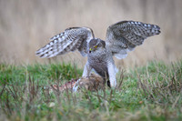 Goshawk / Jastrząb