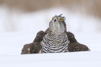 Goshawk / Jastrząb