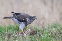 Goshawk / Jastrząb