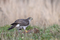 Goshawk / Jastrząb