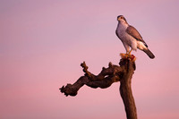 Goshawk / Jastrząb