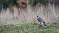 Goshawk / Jastrząb