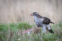 Goshawk / Jastrząb