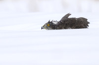 Goshawk / Jastrząb