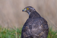 Goshawk / Jastrząb