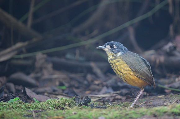 White-lored Antpitta