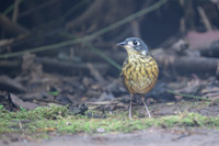 White-lored Antpitta