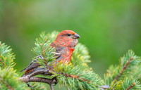 Pine grosbeak / Łuskowiec