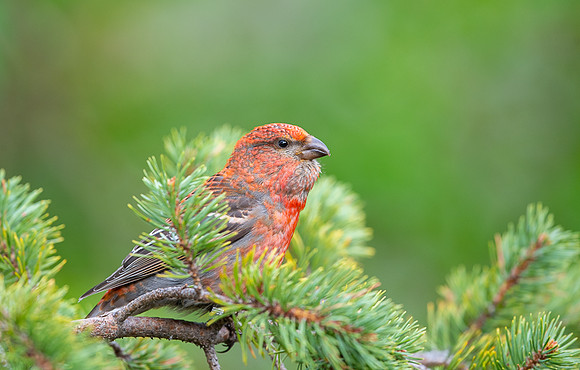 Pine grosbeak / Łuskowiec